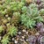 Green roof detail