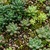 Green roof detail
